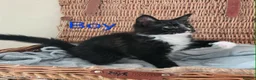 Maine Coon cats for sale: 1 Maine Coon Kitten Needing Home. - Advert 11