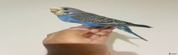 Budgerigars birds for sale: Hand reared budgies for sale  - Advert 7