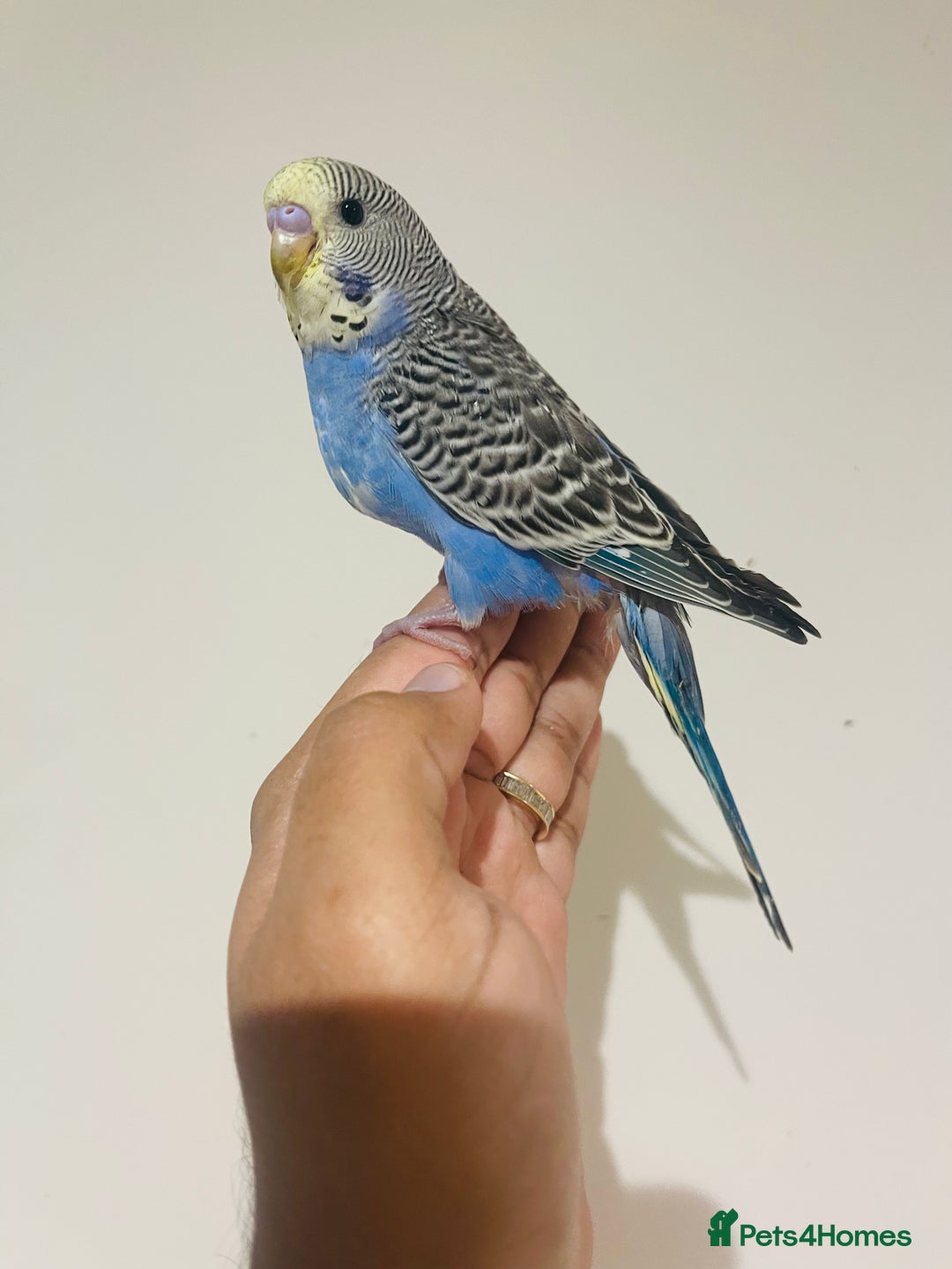 Budgerigars birds for sale: Hand reared budgies for sale  - Advert 7