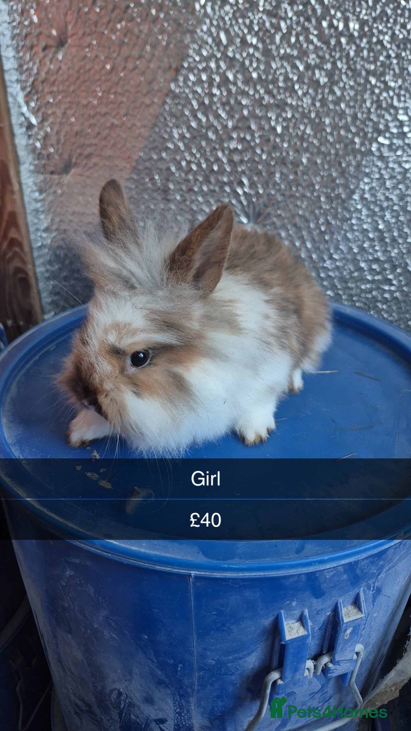 Lionhead rabbits Lionhead Baby Rabbits 8 weeks (Friendly) - Advert 3