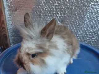 Lionhead rabbits Lionhead Baby Rabbits 8 weeks (Friendly) - Advert 3