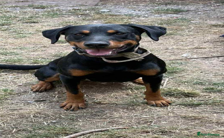 Dobermann dogs - Advert 3