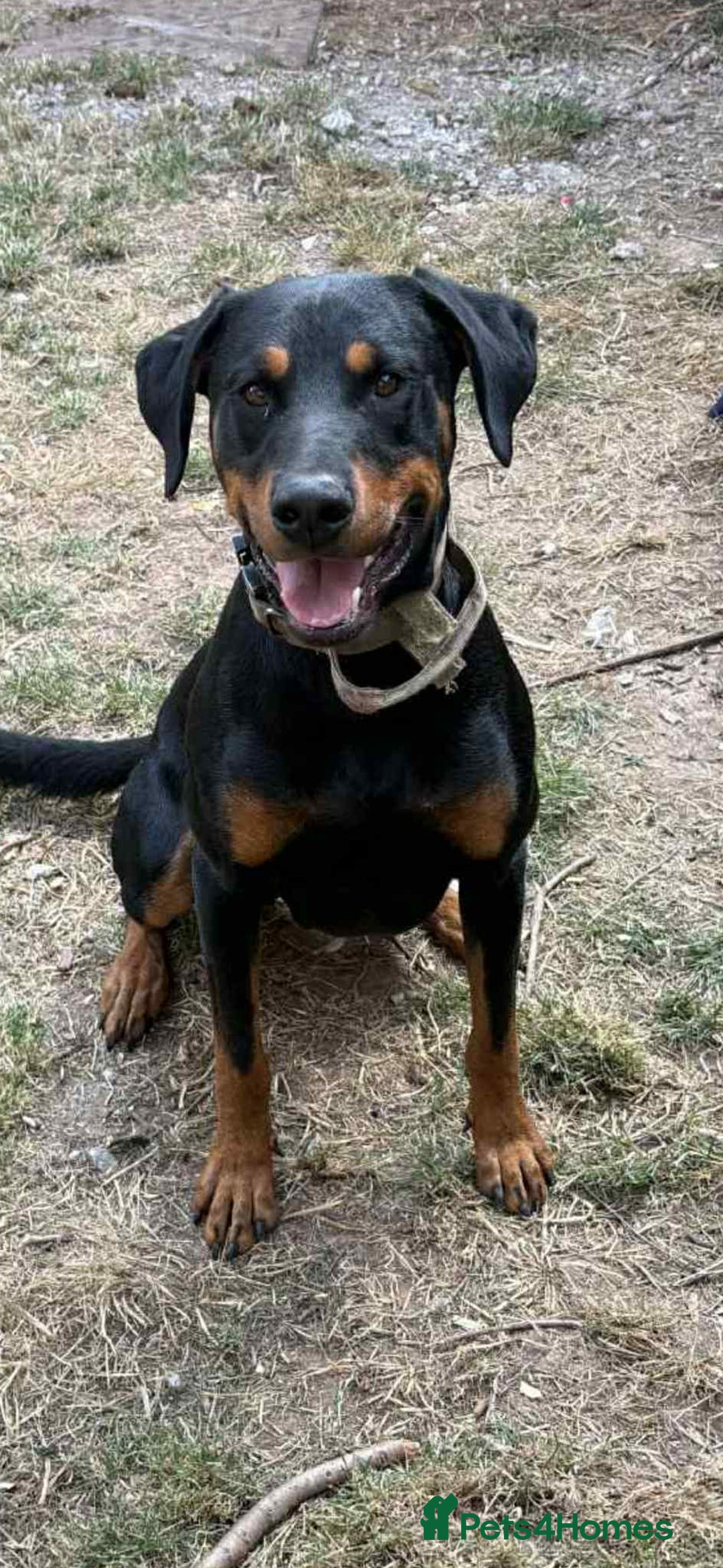 Dobermann dogs for sale: Lovely boy named sues  - Image 1