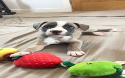 Mixed Breed dogs for sale: “FrenchieStaff” Puppy - Image 1