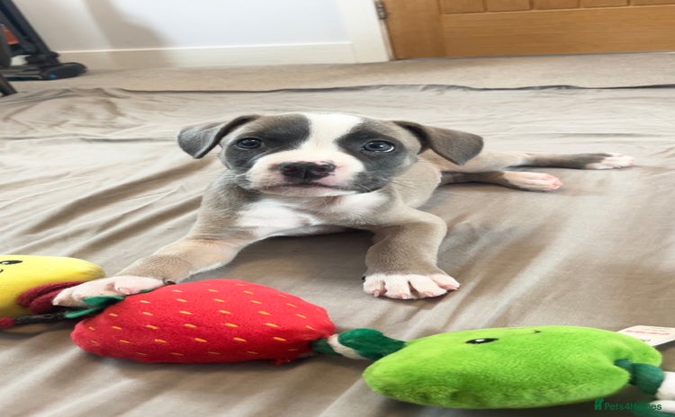 Mixed Breed dogs - Advert 1