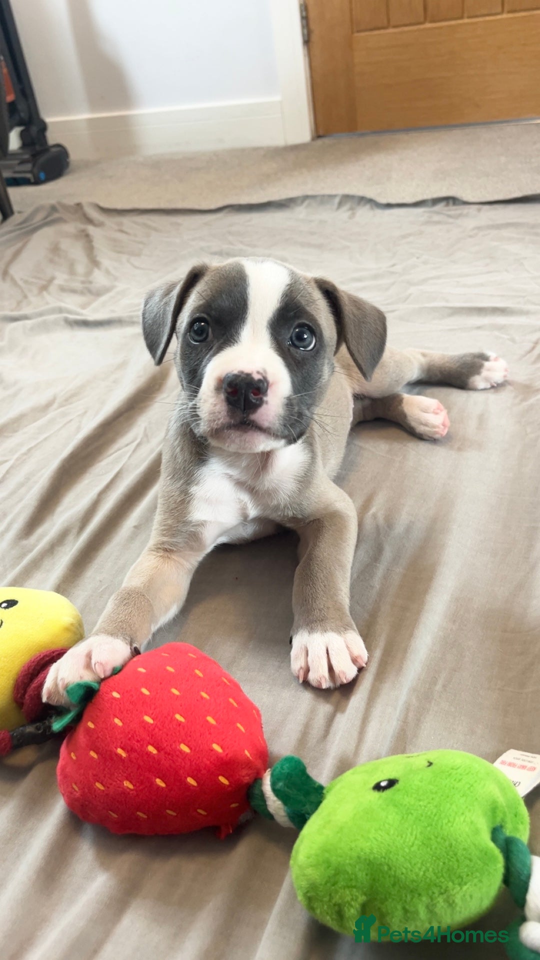 Mixed Breed dogs for sale: “FrenchieStaff” Puppy - Image 1