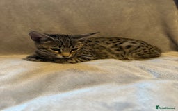 Savannah cats for sale: Savannah cat F4 - Image 1