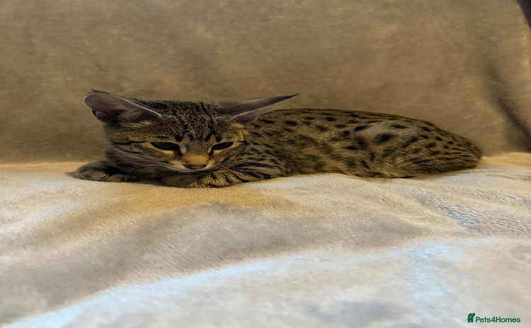 Savannah cats - Advert 14