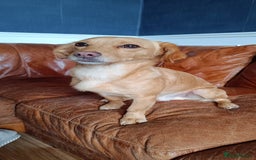 Mixed Breed dogs for sale: Kokoni breed  - Image 4