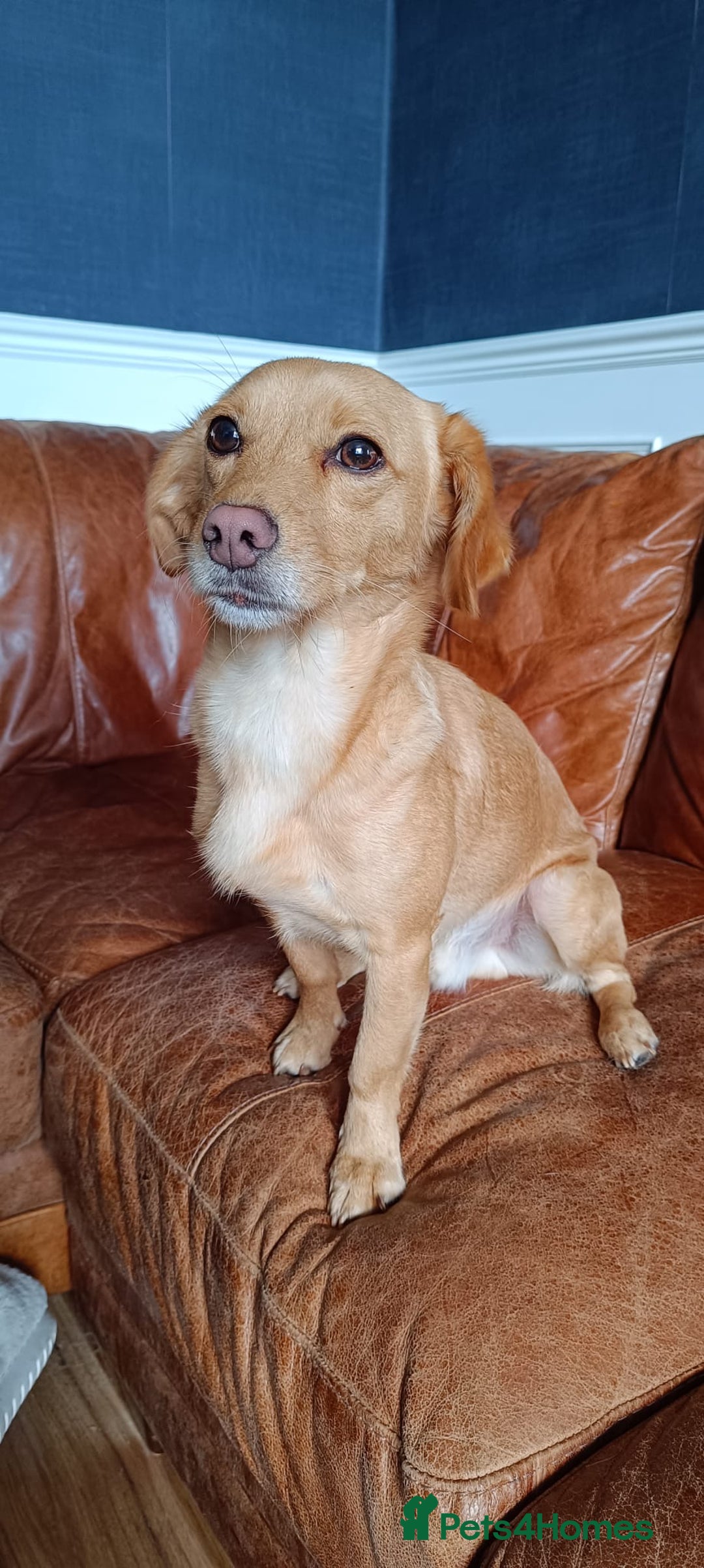 Mixed Breed dogs for sale: Kokoni breed  - Image 4