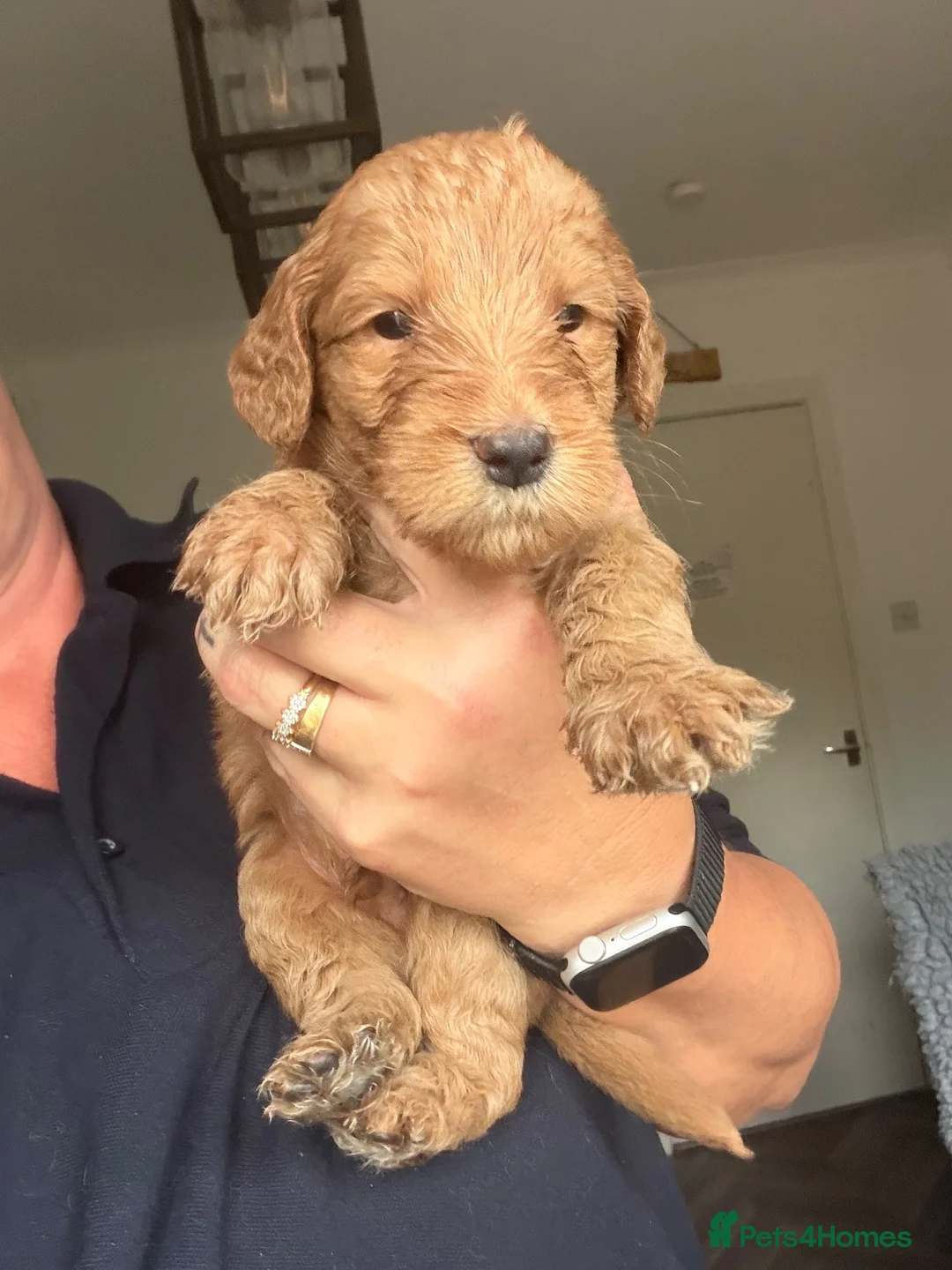 Labradoodle dogs for sale: Labradoodles 11th plus generation  - Advert 2