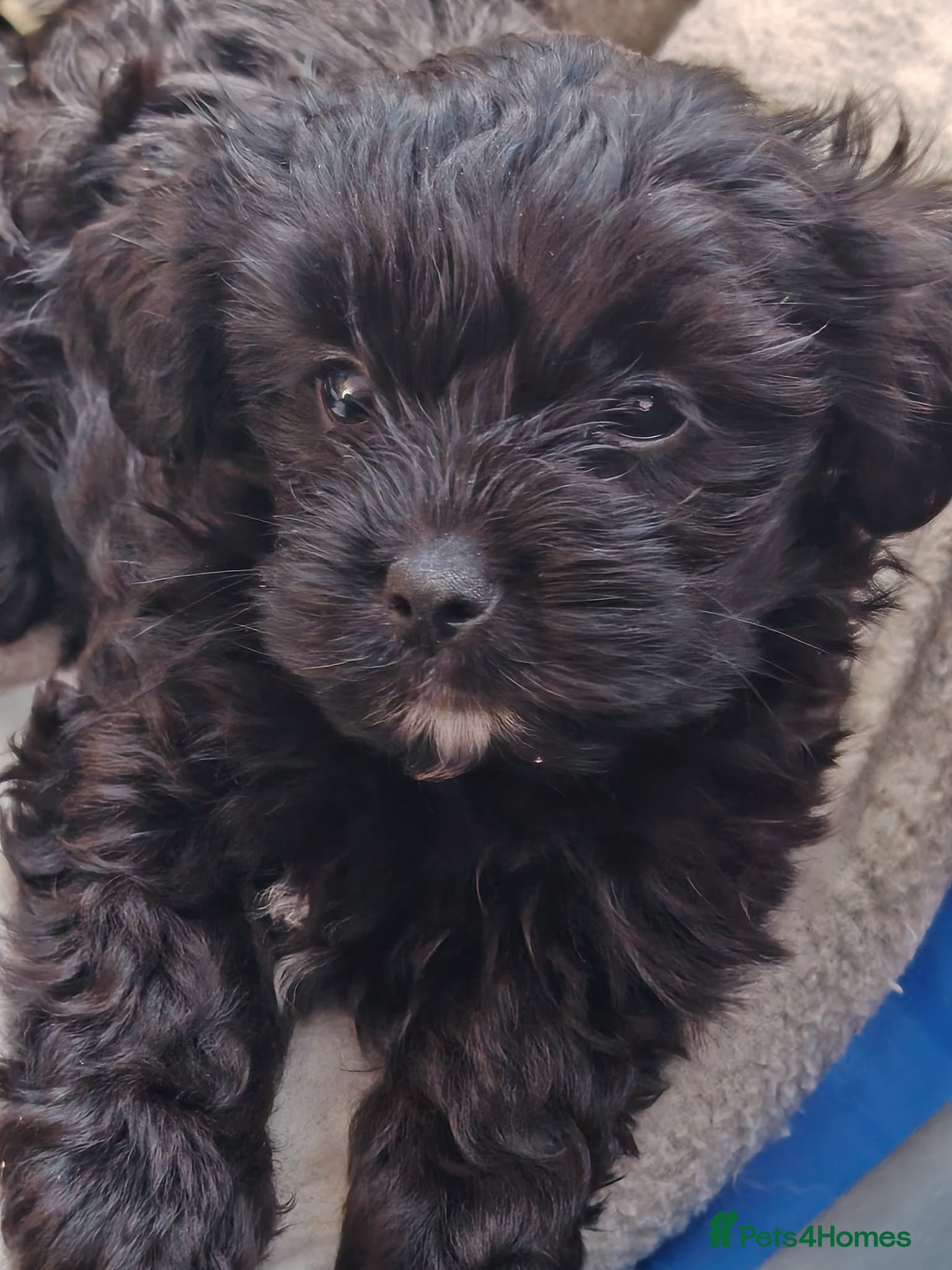 Mixed Breed dogs Yorkchipoo Puppies - Advert 2