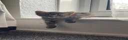 Mixed Breed cats for sale: Beautiful kittens,ready for a new home in Liverpool - Advert 4