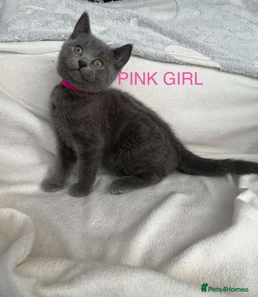 Mixed Breed cats for sale: British Shorthair& Russian Blue Kittens - Advert 21