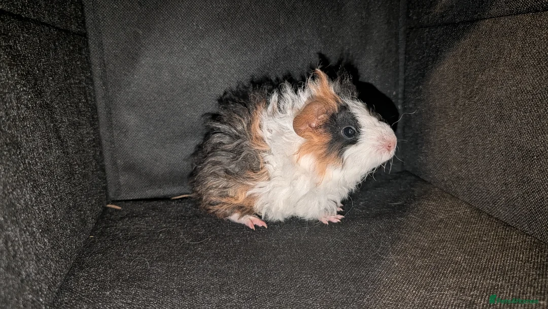 Guinea Pig rodents for sale: 3x Lunkarya Guinea Pigs - Advert 3