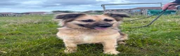 Mixed Breed dogs for adoption: Meet Honey, currently residing in Essex  in Frinton-on-Sea - Advert 2