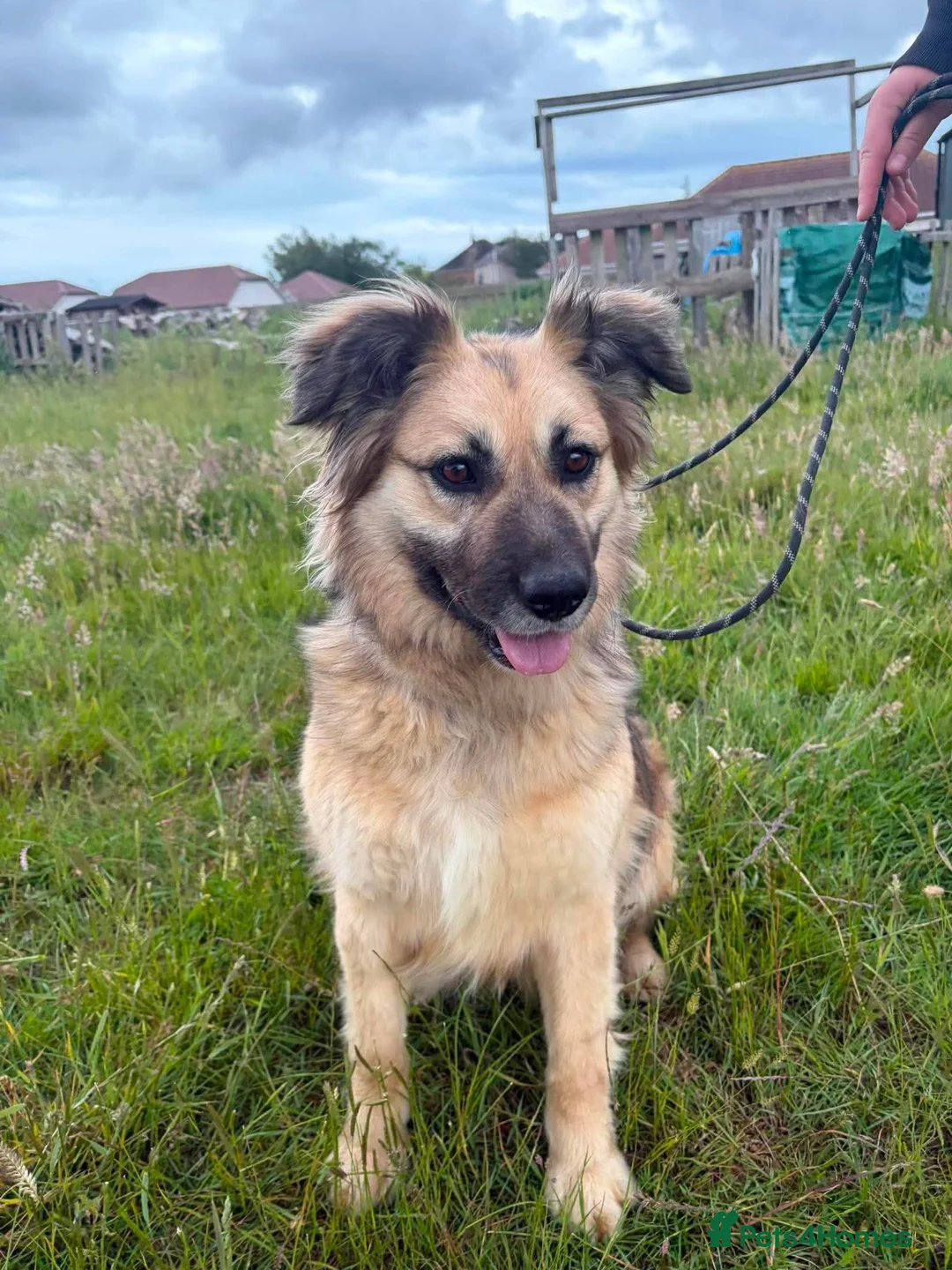 Mixed Breed dogs for adoption: Meet Honey, currently residing in Essex  in Frinton-on-Sea - Advert 2