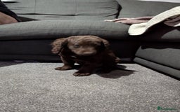 Cockapoo dogs for sale: Gorgeous Cockapoo F2 puppies for sale - Image 7