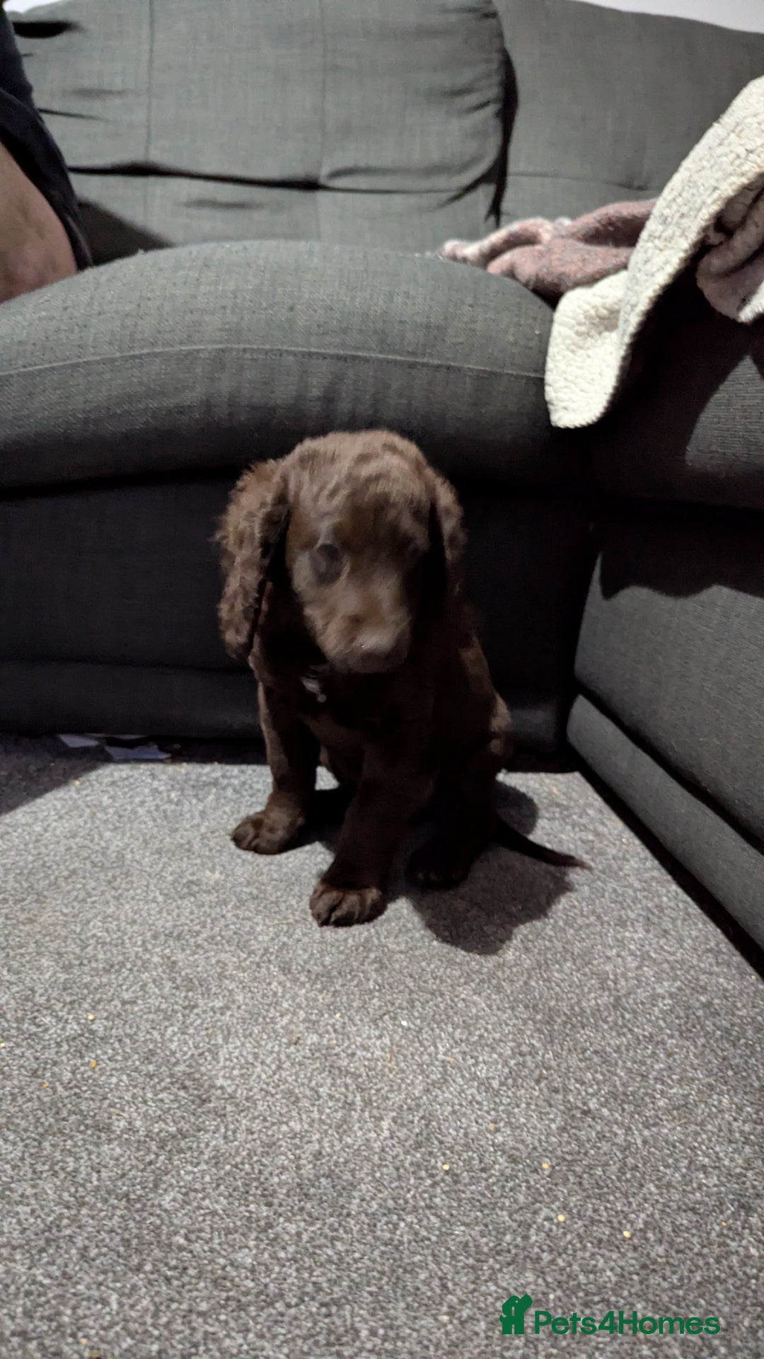 Cockapoo dogs for sale: Gorgeous Cockapoo F2 puppies for sale - Image 7