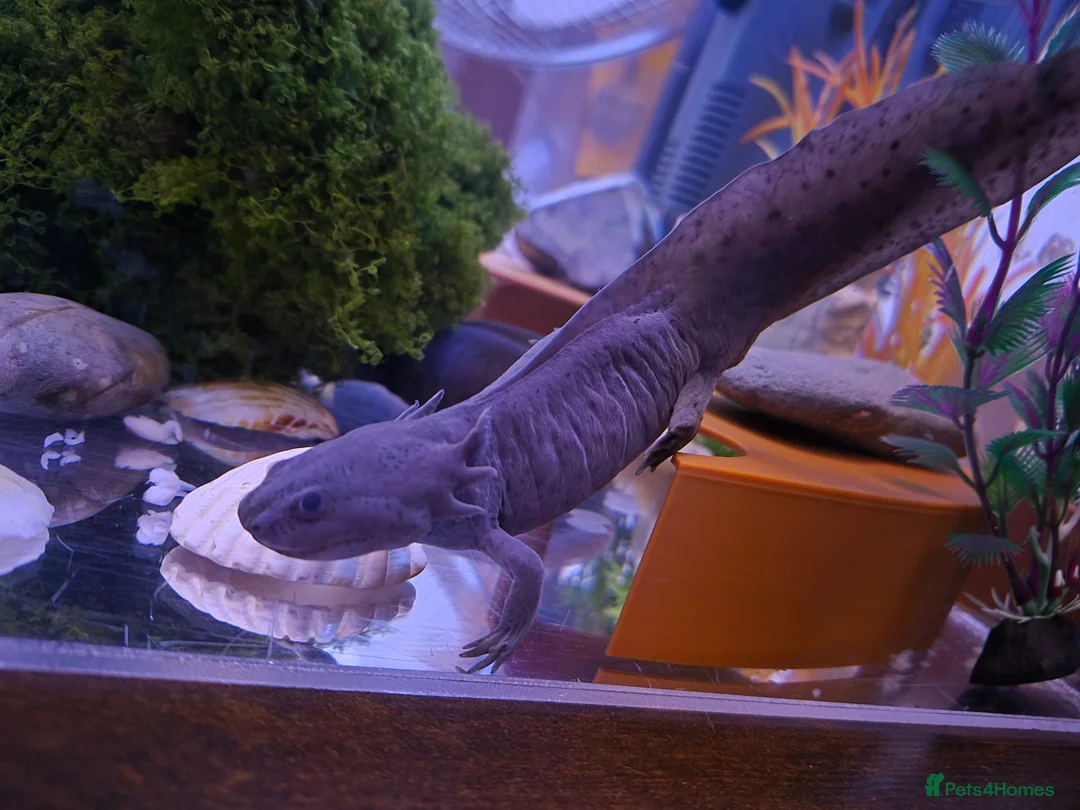 Axolotl reptiles for sale: Pair of female lavender Axolotl with tank in London - Advert 4