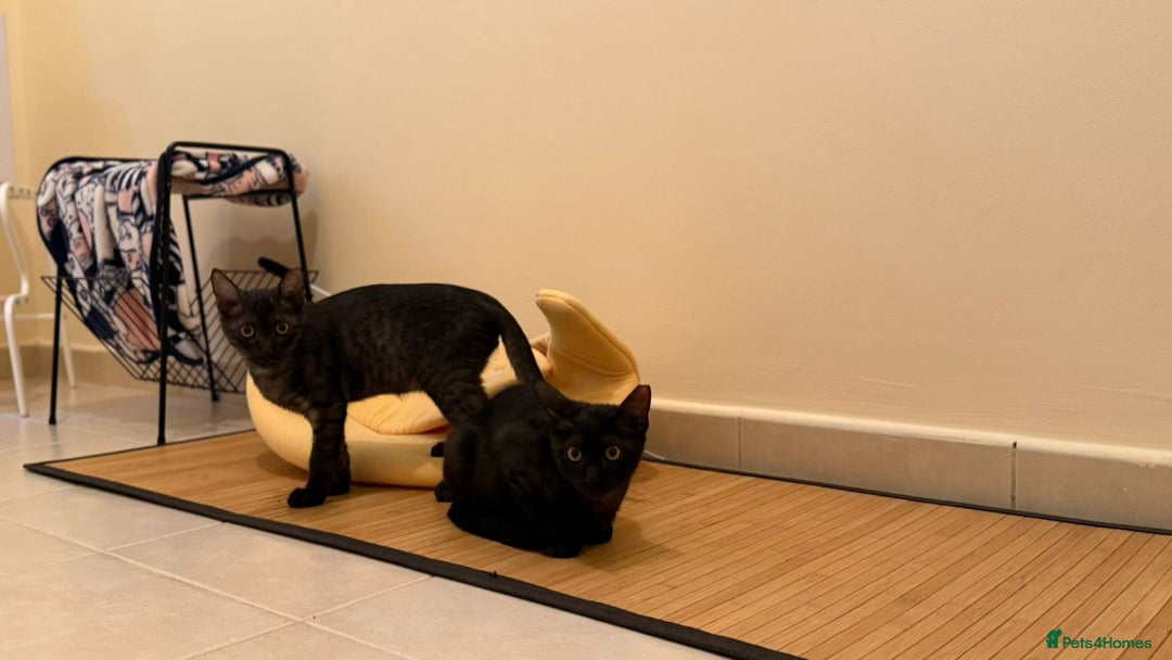 Mixed Breed cats for adoption: [Indoors Only] Lovely & Playful Trio Brothers - Advert 12