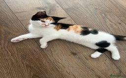 European cats for sale: Kitten (girl) for sale - ready to go  - Image 4
