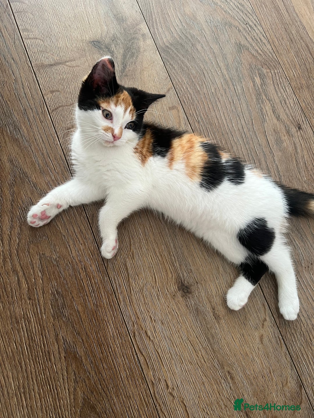 European cats for sale: Kitten (girl) for sale - ready to go  - Image 4