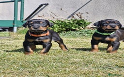 Dobermann dogs for sale: KC reg puppies arriving imminently.  - Image 1