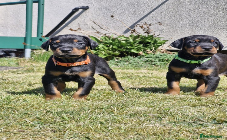 Dobermann dogs - Advert 3