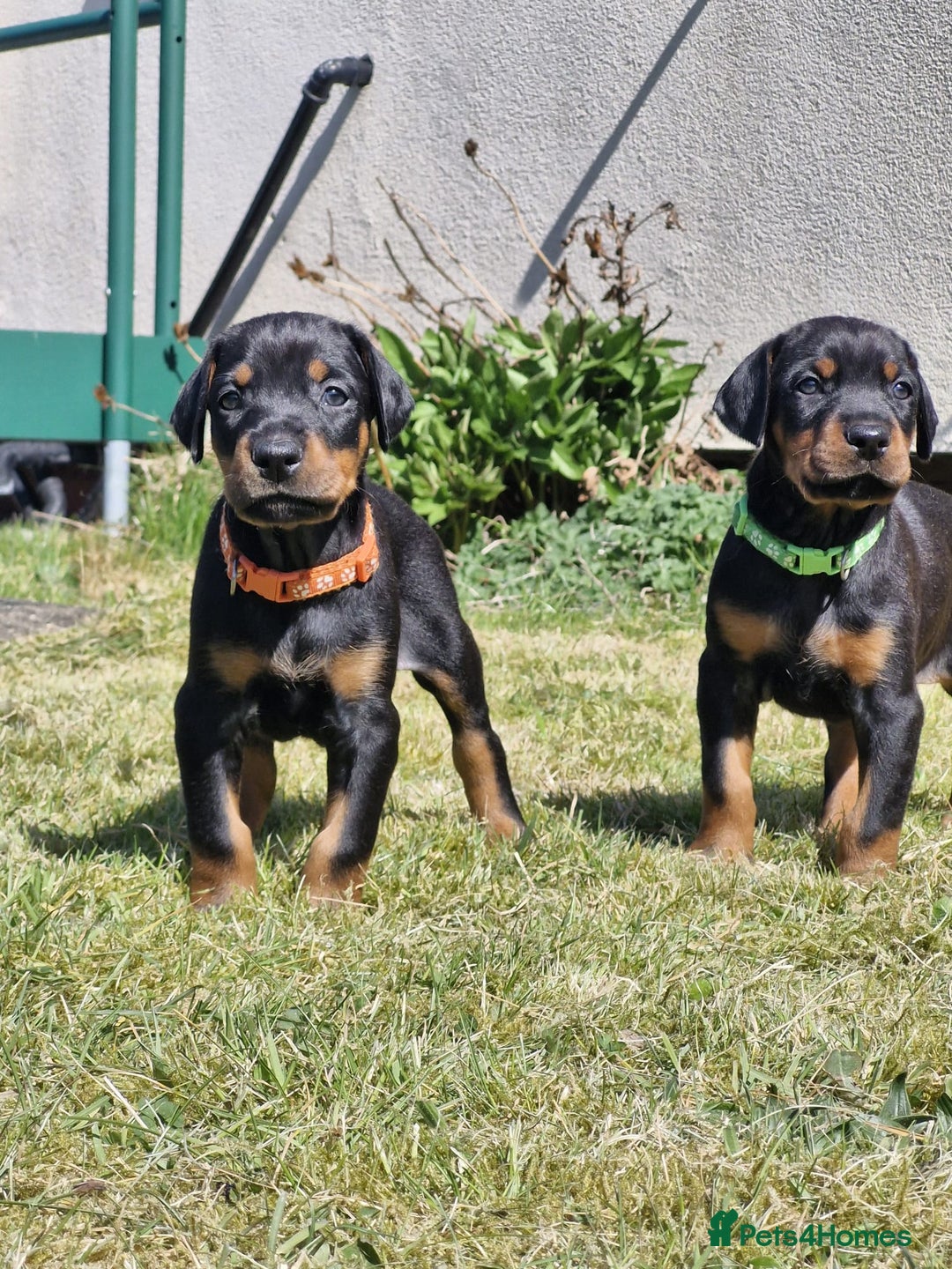 Dobermann dogs for sale: KC reg puppies arriving imminently.  - Image 1