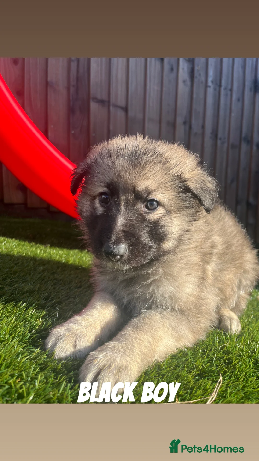 German Shepherd dogs for sale: Beautiful KC Reg Straight Back German Shepherds🐾 - Advert 29