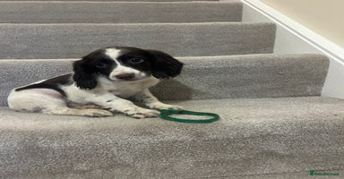 Sprocker dogs - Advert 2