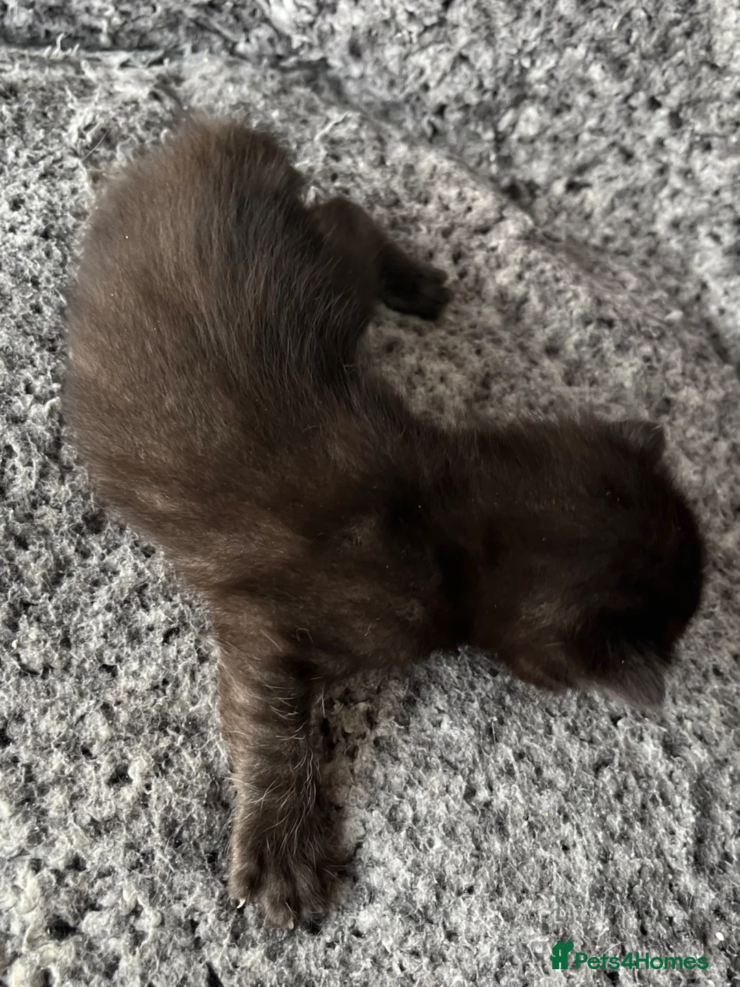 Khao Manee cats for sale: Khao Manee x DSH - Advert 9