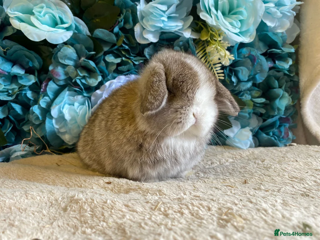 Mini Lop rabbits for sale: Mini lops in Hull - Advert 1