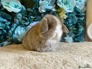 Mini Lop rabbits Mini lops - Advert 5