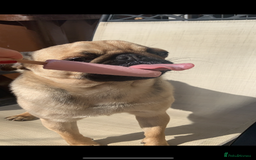 Pug dogs for sale: 6 Year Old Pug Male - Image 6