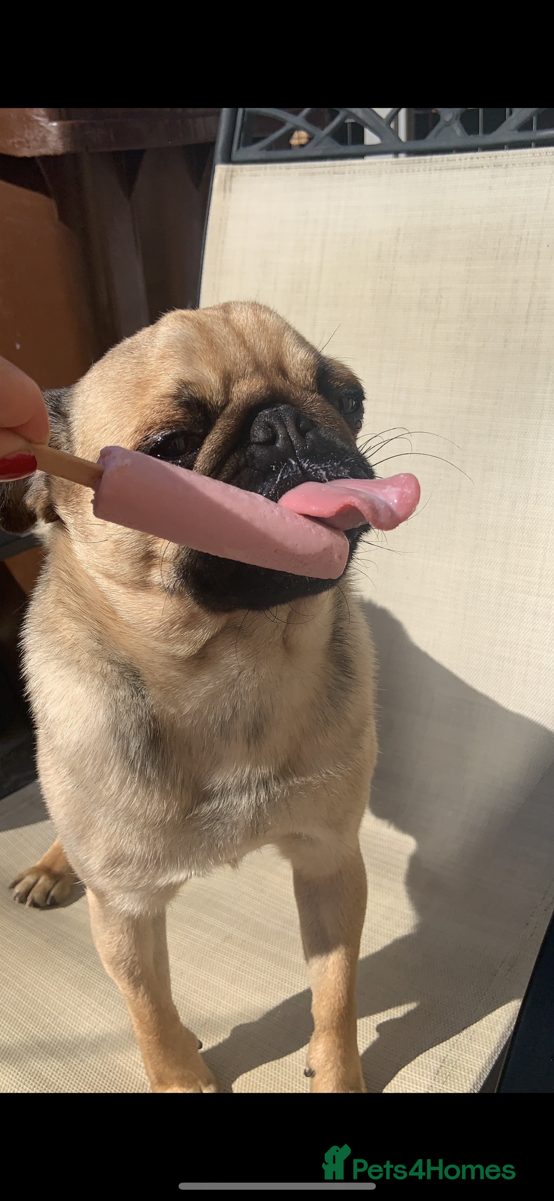 Pug dogs for sale: 6 Year Old Pug Male - Image 6