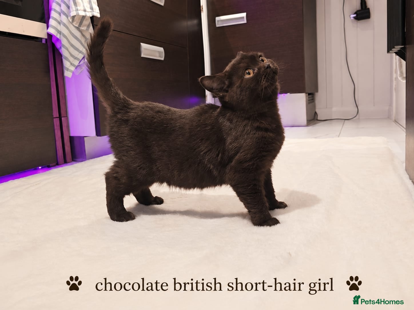 British Shorthair cats Chocolate British Shorthair Girl - Advert 3