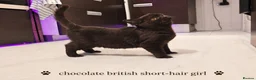 British Shorthair cats for sale: Chocolate British Shorthair Girl - Advert 2
