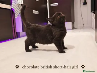 British Shorthair cats Chocolate British Shorthair Girl - Advert 3