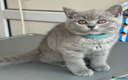 British Shorthair cats for sale: Stunning British Short hair kittens - Image 7
