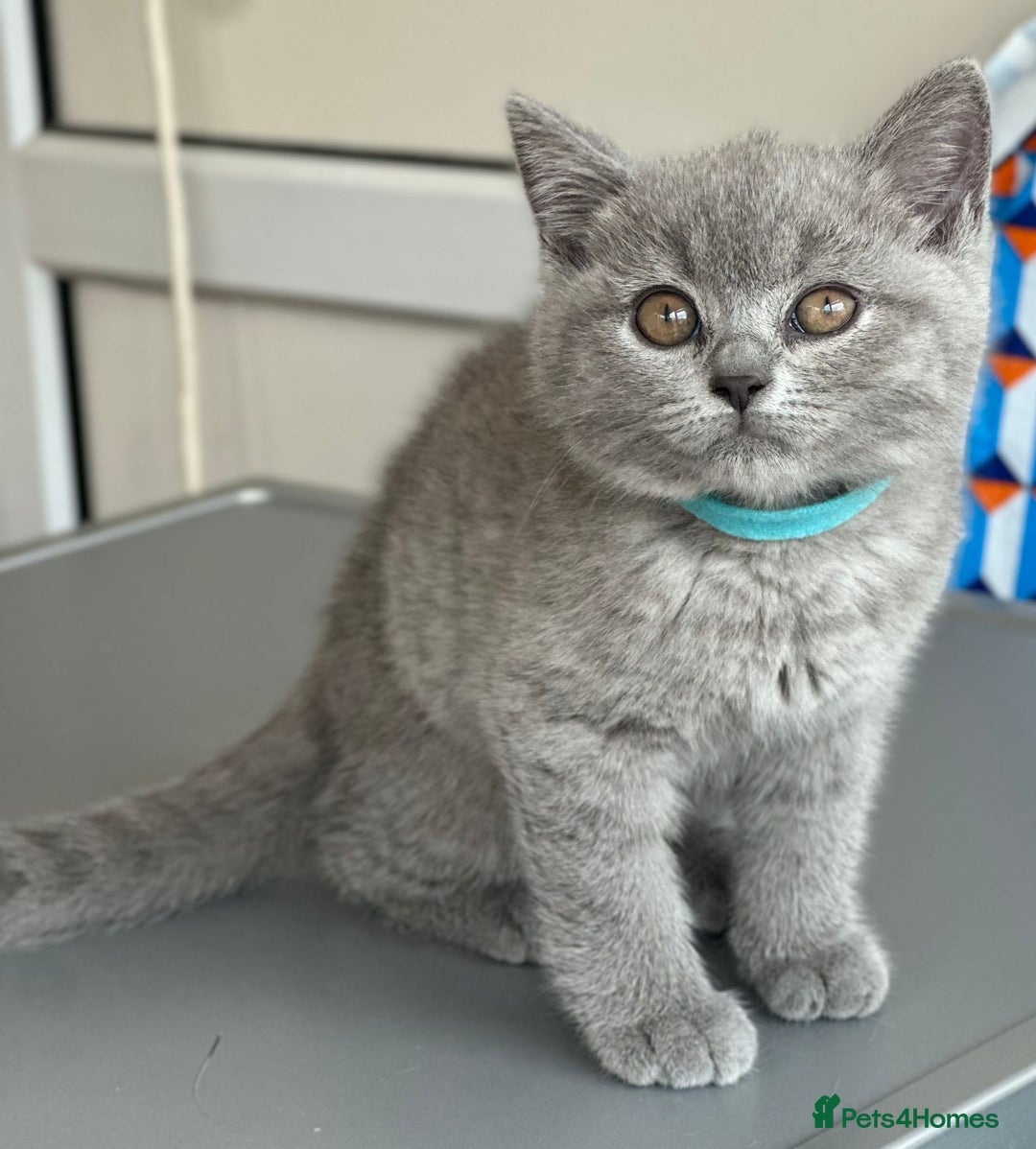 British Shorthair cats for sale: Stunning British Short hair kittens - Image 7