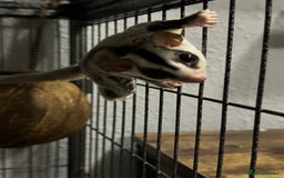 Sugar Glider rodents for sale: Two female sugar gliders with full set up - Image 4