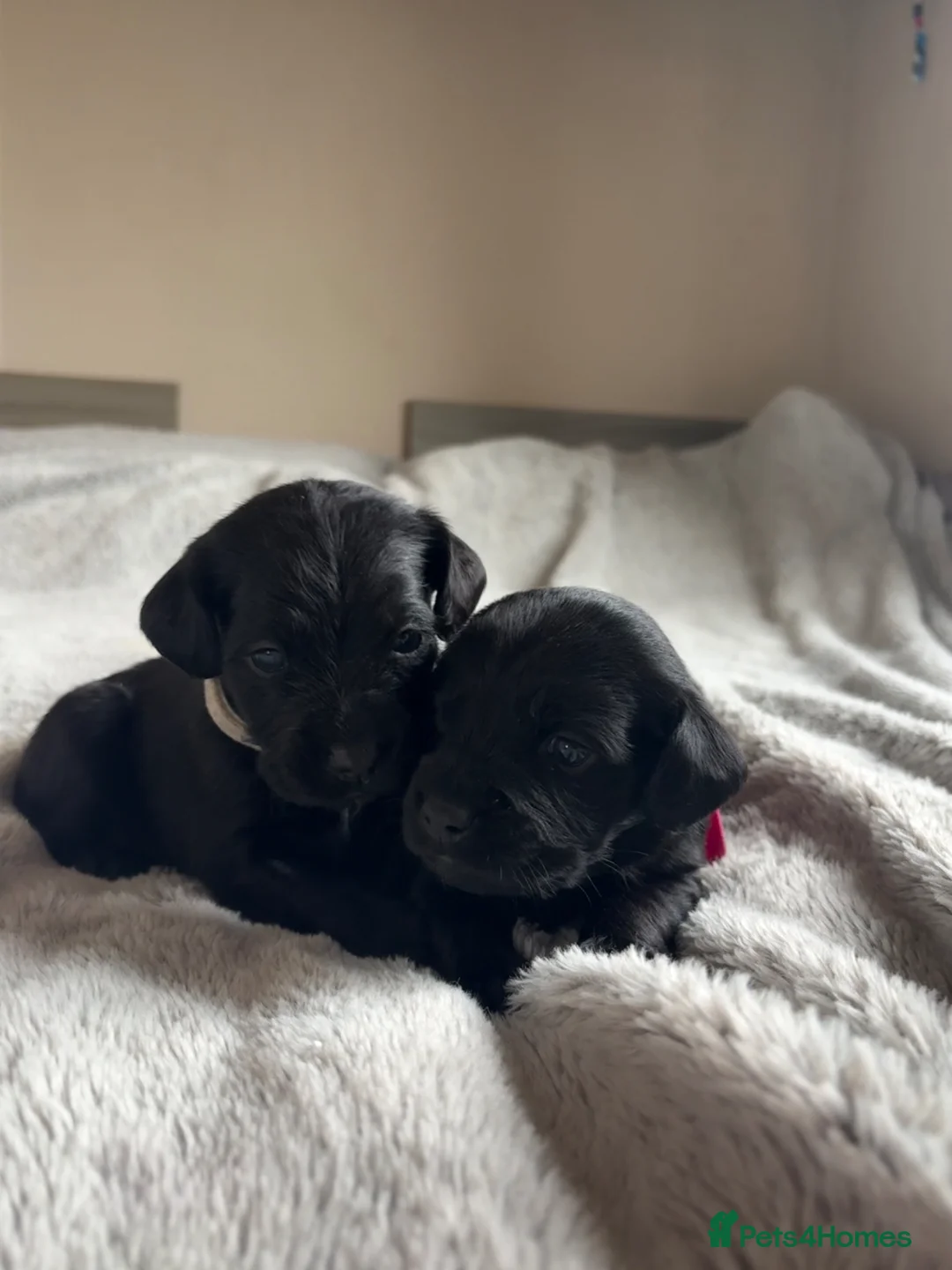 Cockerdor dogs for sale: Beautiful Cockerdor Puppies - Ready Soon in Blackburn - Advert 2