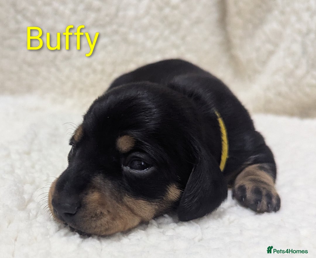Miniature Dachshund dogs for sale: Miniature Smooth Dachshund Puppies - Image 11