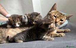 Mixed Breed cats for sale: 3 playful kittens  - Image 3