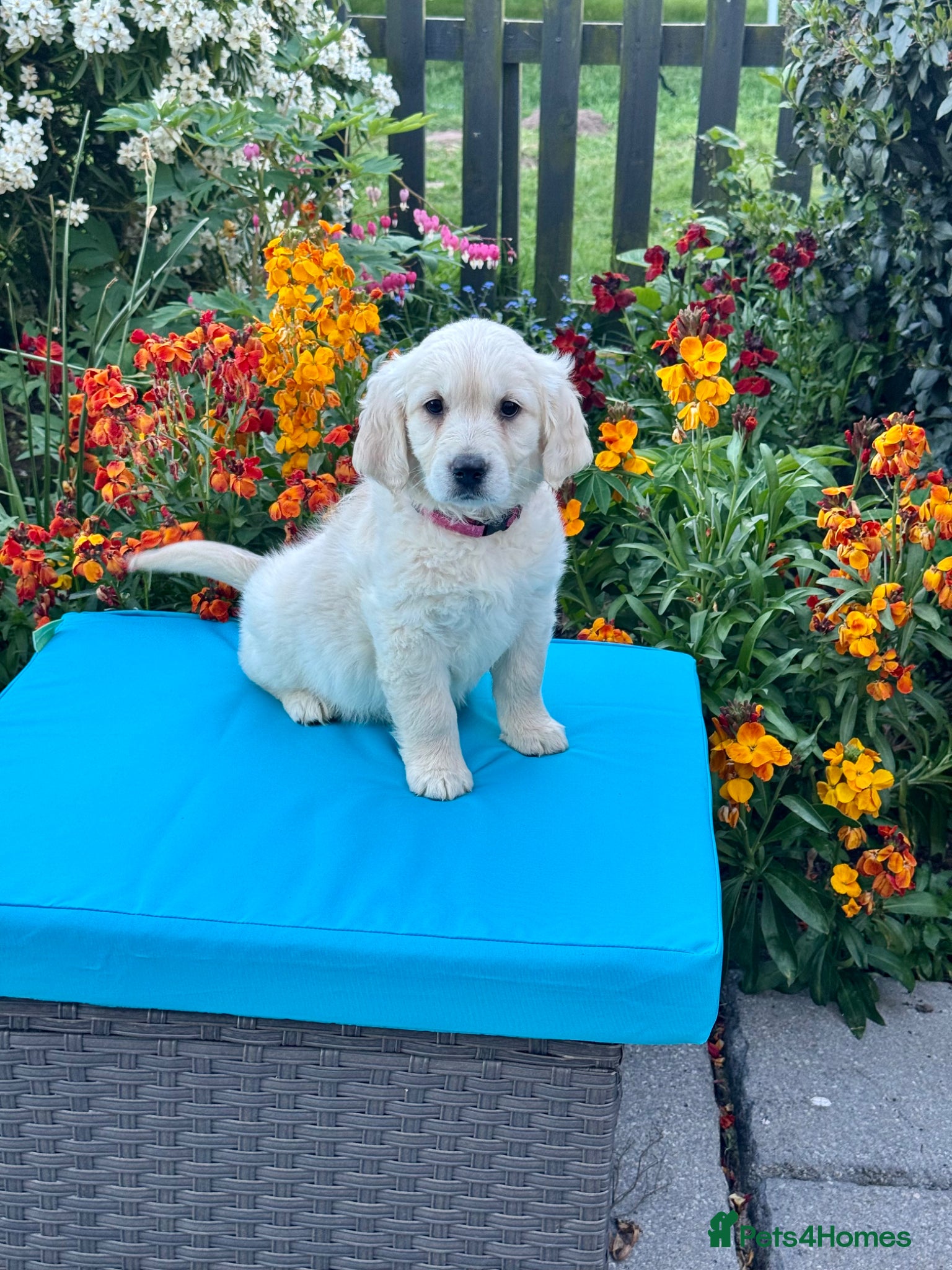 Mini Goldendoodle dogs 1 girl left mini Goldendoodles puppies for sale - Advert 9