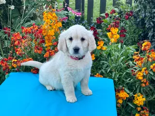 Mini Goldendoodle dogs 1 girl left mini Goldendoodles puppies for sale - Advert 9