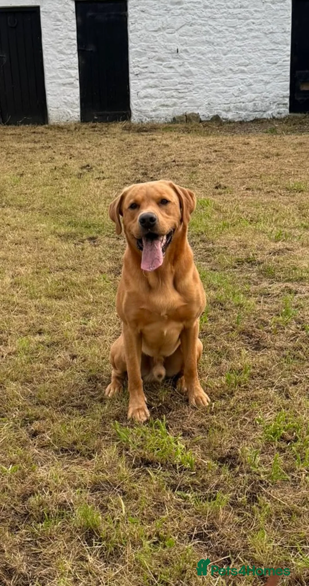 Labrador Retriever dogs for stud: KC reg fully health tested, gorgeous Lab for stud. - Advert 7