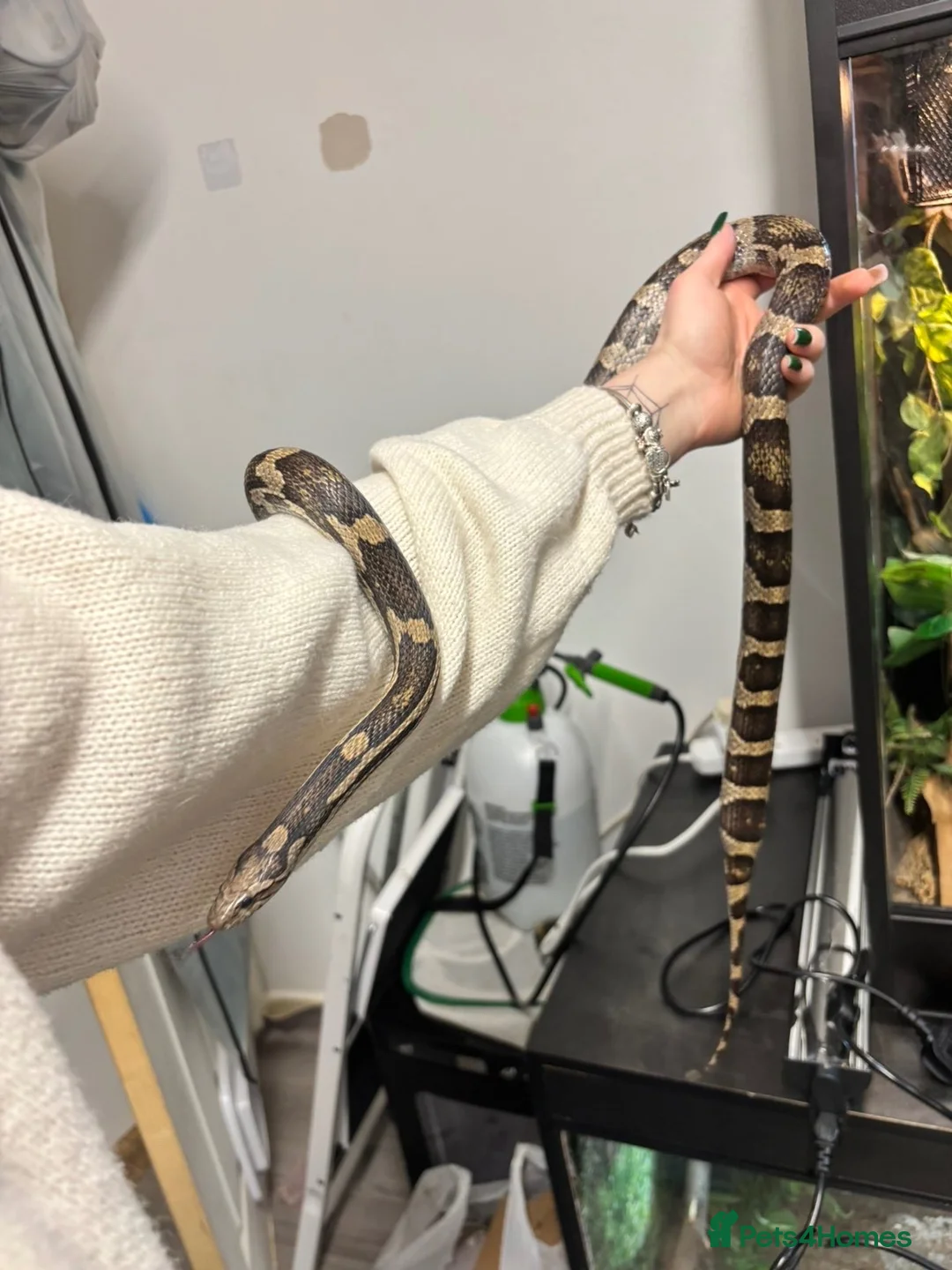 Corn Snake reptiles for sale: Corn snake  - Advert 2